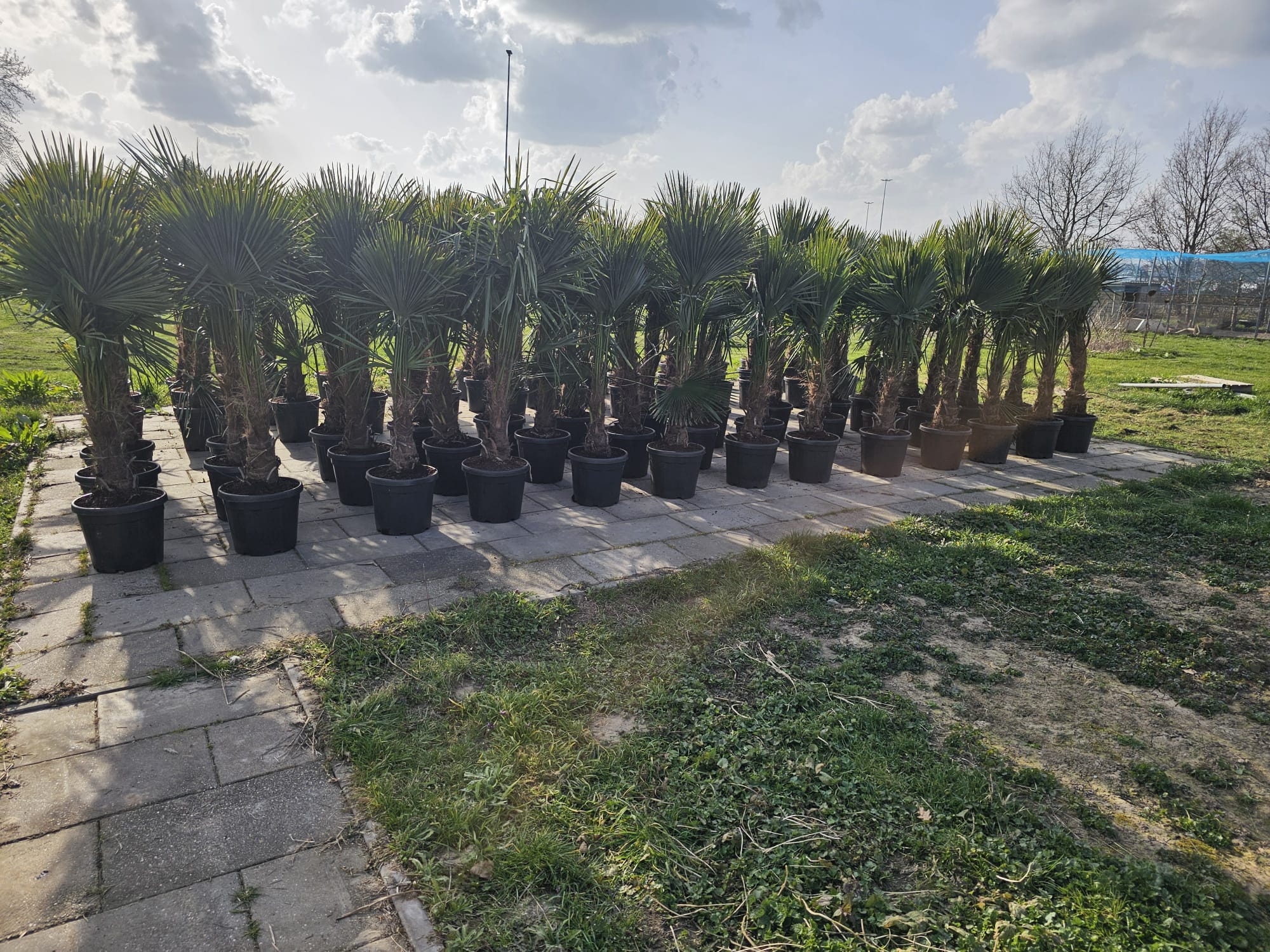 Trachycarpus Fortunei Palmboom in een tuin