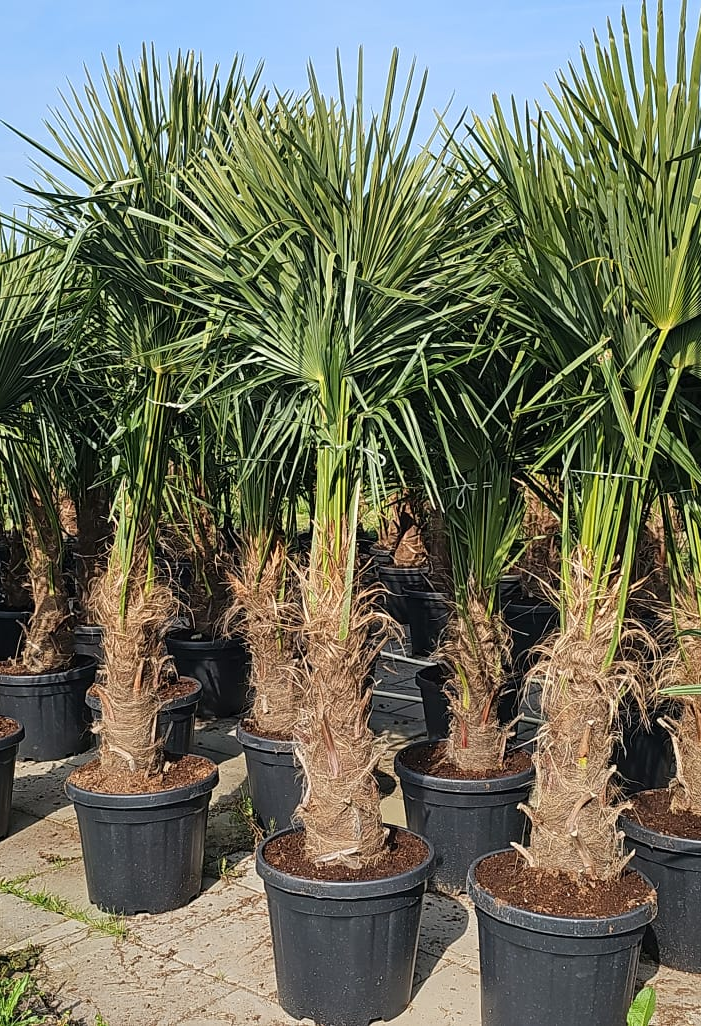 XL palmboom