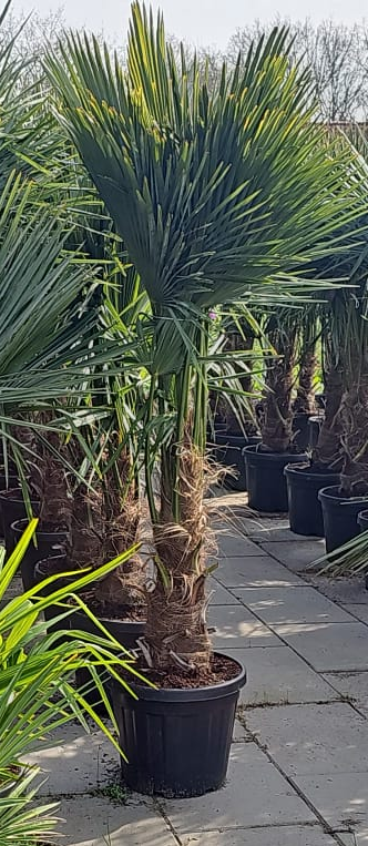 Grote palmboom