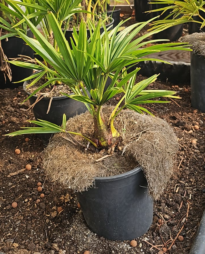 Kleine palmboom